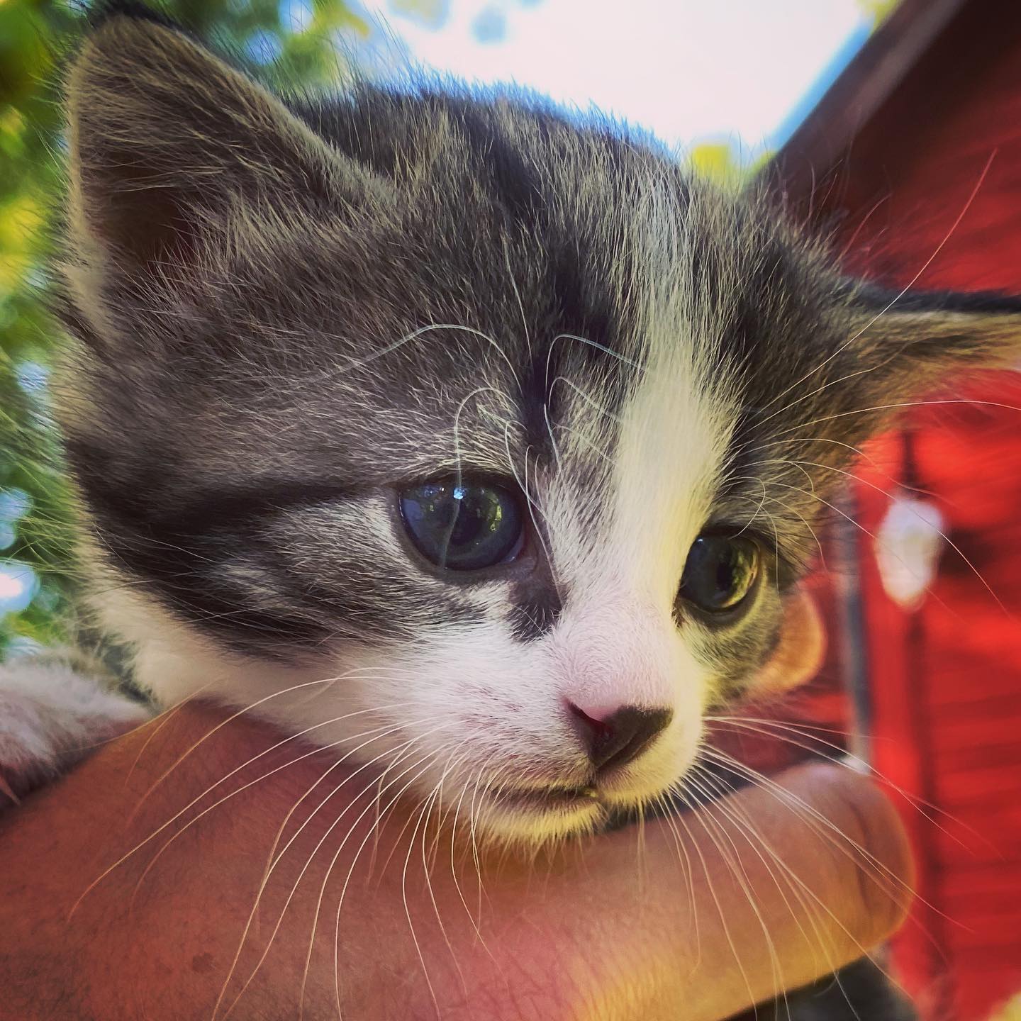 Enzo and his razor sharp claws is doing his best to take my mind off work. May you all stay well and safe! ️